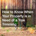 How to Know When Your Property is in Need of a Tree Trimming