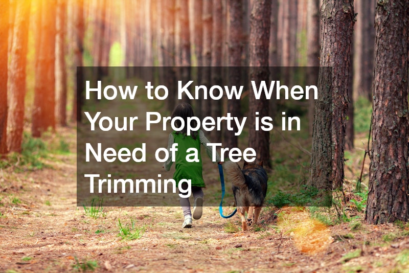 How to Know When Your Property is in Need of a Tree Trimming